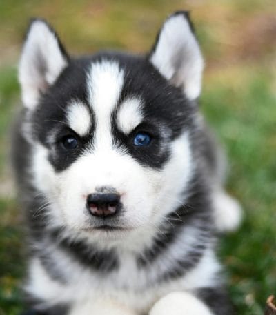 black and white siberian husky maharashtra blue eyes standard coat