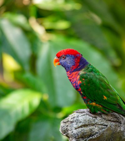 red-collared lorikeet maharashtra top quality orange red collar blue head green wings