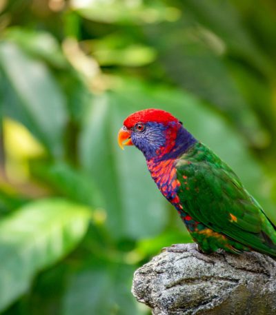 red-collared lorikeet maharashtra top quality orange red collar blue head green wings