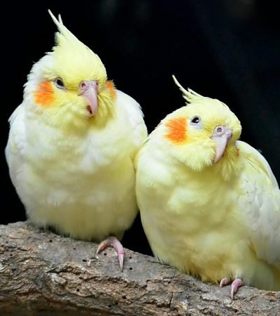 lutino cockatiel maharashtra pair top quality pure white yellow body red eyes orange cheeks