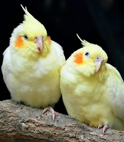 lutino cockatiel maharashtra pair top quality pure white yellow body red eyes orange cheeks