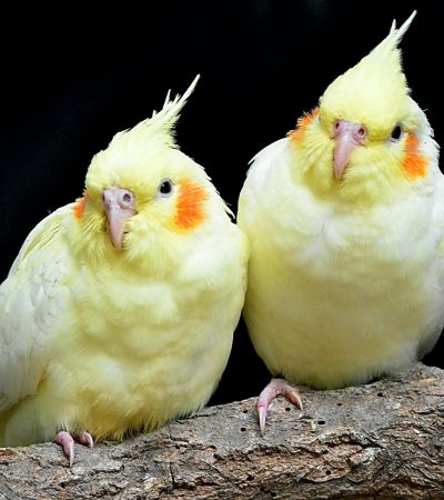 Cockatiel - Lutino Pair