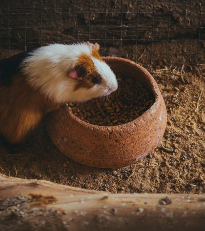 pexels-jnegrets-9504690