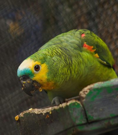 orange winged amazon maharashtra parrot top quality green plumage blue mask orange wing feathers