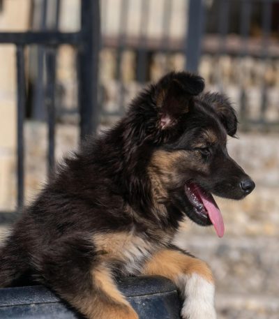 black and tan german shepherd maharashtra puppy top quality saddle back mahogany markings