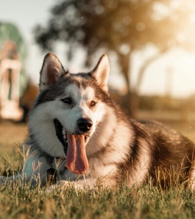 Siberian Husky copper & white