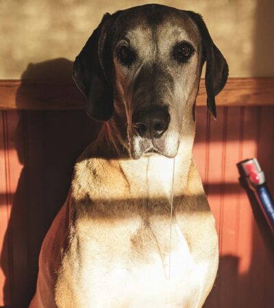 Great Dane Puppy / Adult - Fawn Color