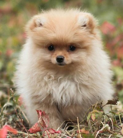 Pomeranian Puppy /Adult | Cream Color