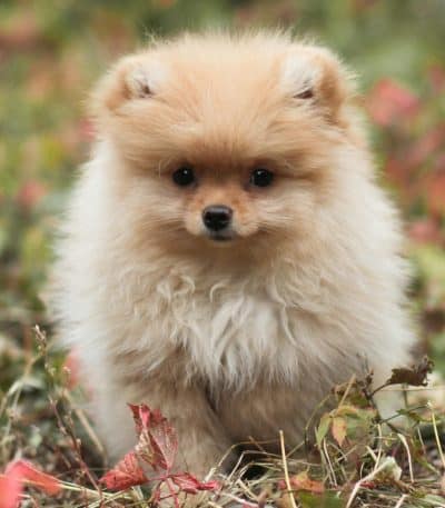 white and brown pomeranian maharashtra puppy top quality parti color