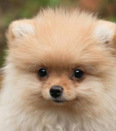 cream pomeranian puppy maharashtra top quality solid cream