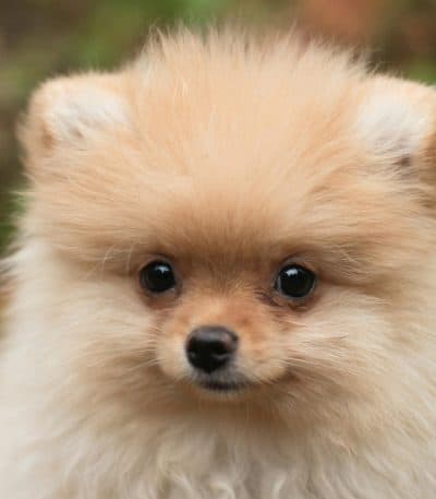 cream pomeranian puppy maharashtra top quality solid cream
