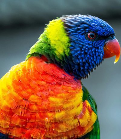 rainbow lorikeet maharashtra top quality blue head orange breast green wings nectar feeder