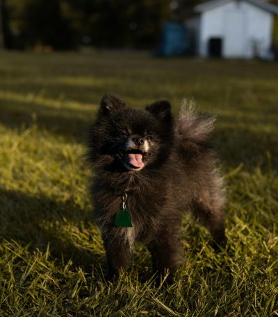 black pomeranian puppy maharashtra top quality solid black