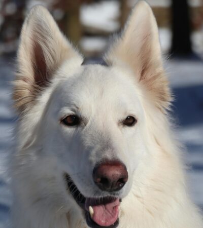 German Shepherd | White | Puppy & Adults