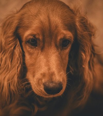 brown cocker spaniel maharashtra puppy top quality chocolate silken coat