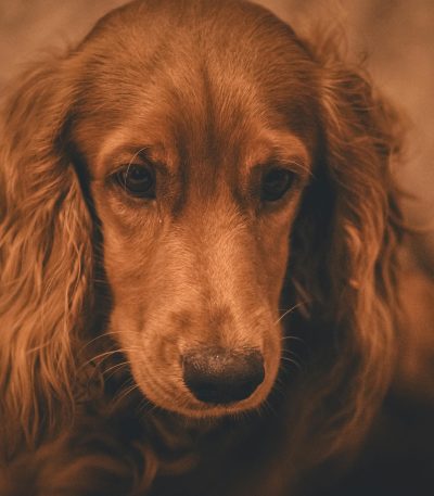 brown cocker spaniel maharashtra puppy top quality chocolate silken coat
