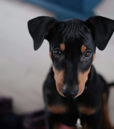 european doberman puppy maharashtra top quality working line black and tan
