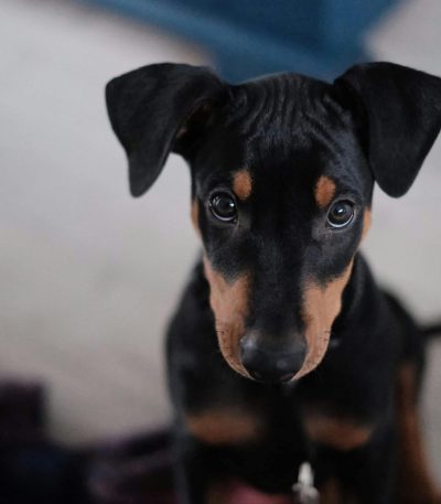 european doberman puppy maharashtra top quality working line black and tan
