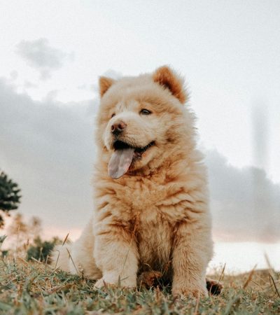cream chow chow maharashtra puppy top quality ivory polar bear coat