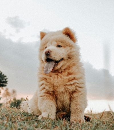 cream chow chow maharashtra puppy top quality ivory polar bear coat