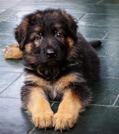 black and tan german shepherd maharashtra double coat