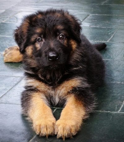 black and tan german shepherd maharashtra double coat