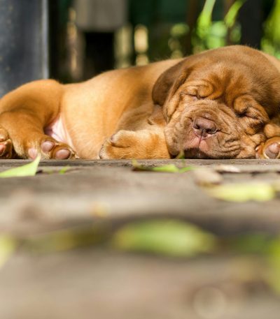 french mastiff puppy maharashtra top quality dogue de bordeaux