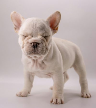 French Bulldog Price in Maharashtra - White Frenchie Puppy for Sale