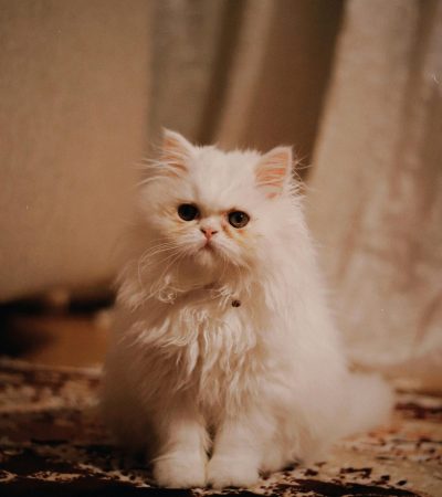 punch face persian cat maharashtra top quality peke-face flat nose longhair