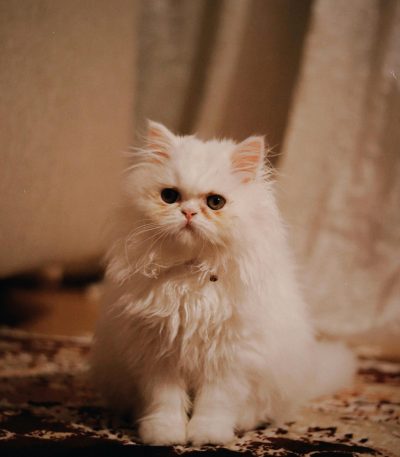 punch face persian cat maharashtra top quality peke-face flat nose longhair