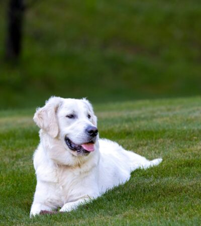 Labrador Retriever Puppy / Adult - White