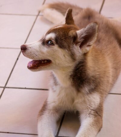 Siberian Husky Copper & White