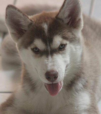 copper siberian husky maharashtra super wooly