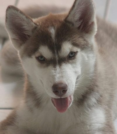 copper siberian husky maharashtra super wooly