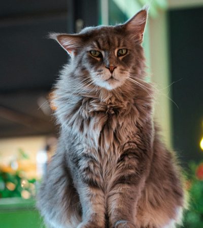 Maine Coon Cat Kitten/Adult