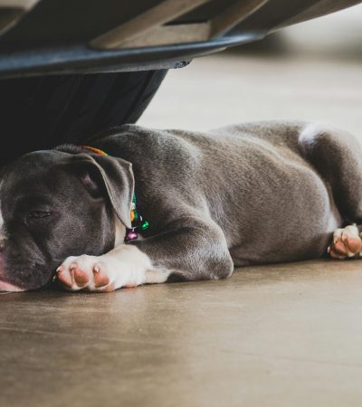 standard american bully maharashtra puppy top quality muscular build blue and white coat