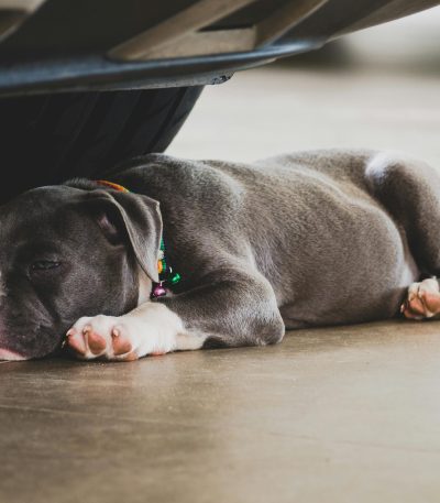 standard american bully maharashtra puppy top quality muscular build blue and white coat