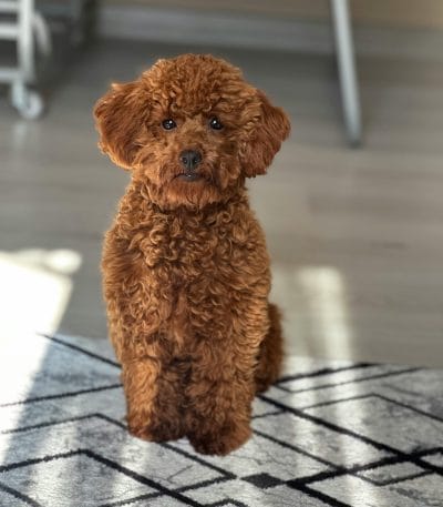 toy poodle puppy maharashtra top quality