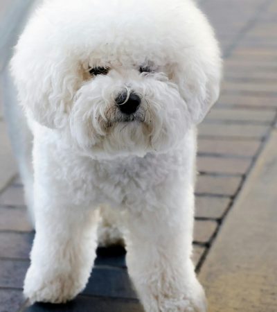 bichon frise puppy maharashtra top quality white hypoallergenic powder puff coat