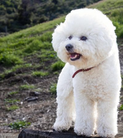 Bichon Frise Puppy