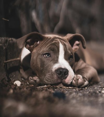 American Bully Pocket Size Puppy