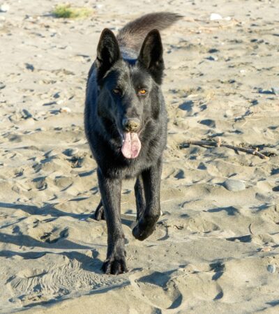 German Shepherd Puppy/Adult - Pure Black
