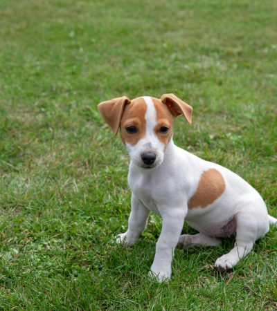 jack russell terrier puppy maharashtra top quality white and tan marking