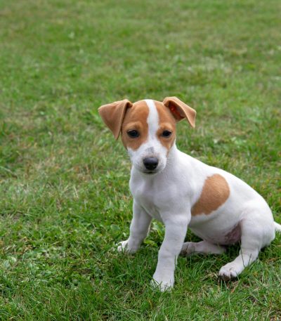 jack russell terrier puppy maharashtra top quality white and tan marking