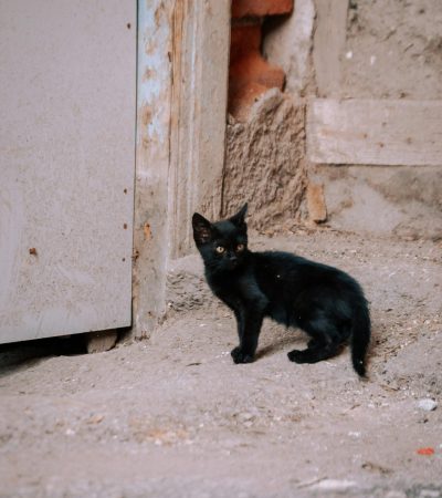 bombay cat maharashtra top quality jet black mini panther copper eyes