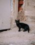 bombay cat maharashtra top quality jet black mini panther copper eyes