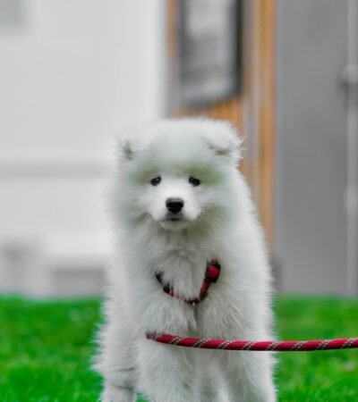 white samoyed puppy maharashtra top quality pure white arctic cloud coat