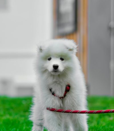 white samoyed puppy maharashtra top quality pure white arctic cloud coat