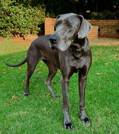 black great dane puppy maharashtra top quality jet black colossus