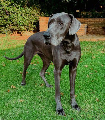 black great dane puppy maharashtra top quality jet black colossus